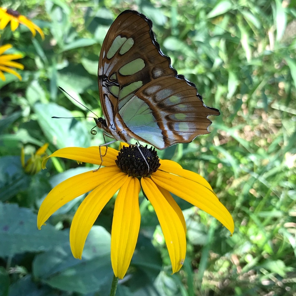 Meet your Posher, Rayna